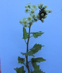 Microglossa mespilifolia