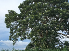 Angiospermae