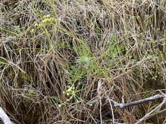 Lomatium cookii