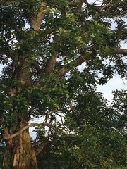 Angiospermae
