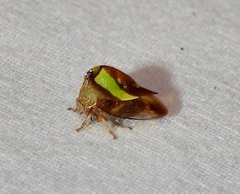 Smilia fasciata