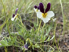 Viola hallii