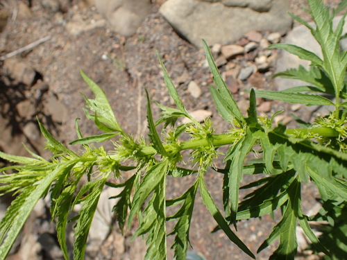 Durango root (Datisca glomerata)