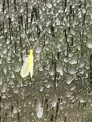 Chrysopa quadripunctata