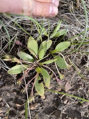 Hesperochiron pumilus