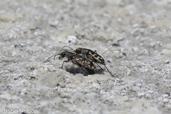 Cicindela tenuicincta