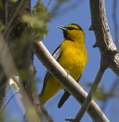 Icterus bullockii