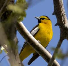 Icterus bullockii