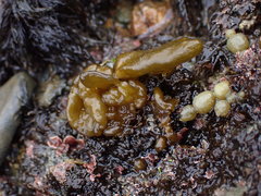 Dactylosiphon bullosus