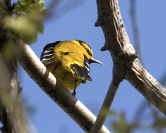 Icterus bullockii