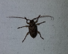 Leptostylopsis terraecolor