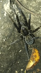 Ancylometes bogotensis