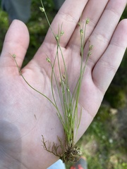 Isolepis carinata