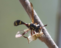Polybiomyia townsendi