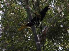 Psarocolius decumanus