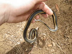 Masticophis lateralis euryxanthus