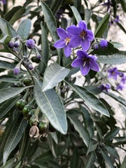 Solanum