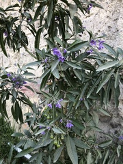 Solanum