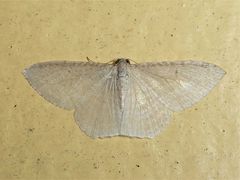 Poecilasthena pulchraria