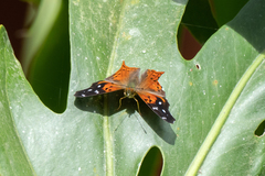 Hypanartia cinderella