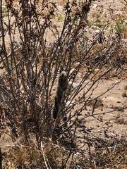 Otospermophilus beecheyi nesioticus