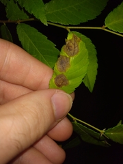 Agromyza aristata