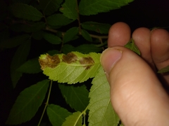 Agromyza aristata
