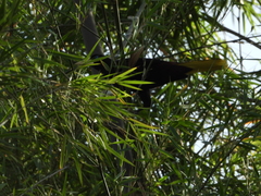 Psarocolius decumanus