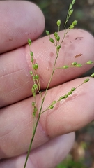 Dichanthelium neuranthum