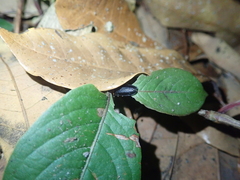 Abscondita cerata