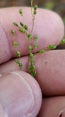 Dichanthelium neuranthum