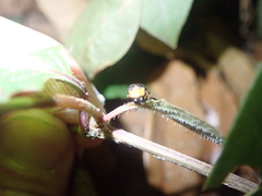 Abscondita cerata
