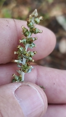 Gamochaeta argyrinea