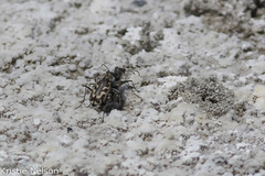Cicindela tenuicincta
