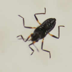 Microvelia buenoi