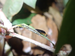 Abscondita cerata