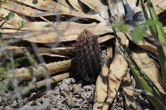 Thelocactus bicolor