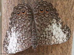 Hamadryas amphichloe