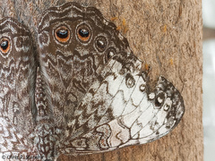 Hamadryas amphichloe