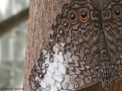 Hamadryas amphichloe