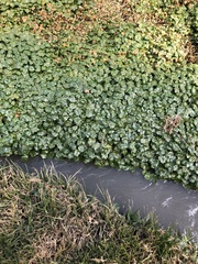 Hydrocotyle