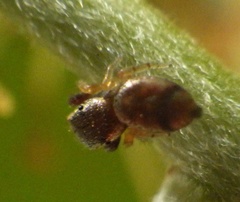 Salticidae