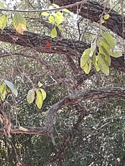 Piranga rubra