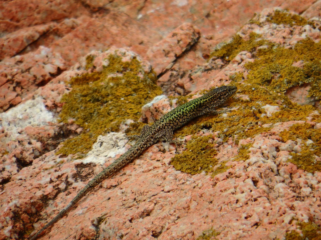 Carbonelli's Wall Lizard