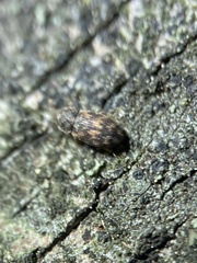 Synchita