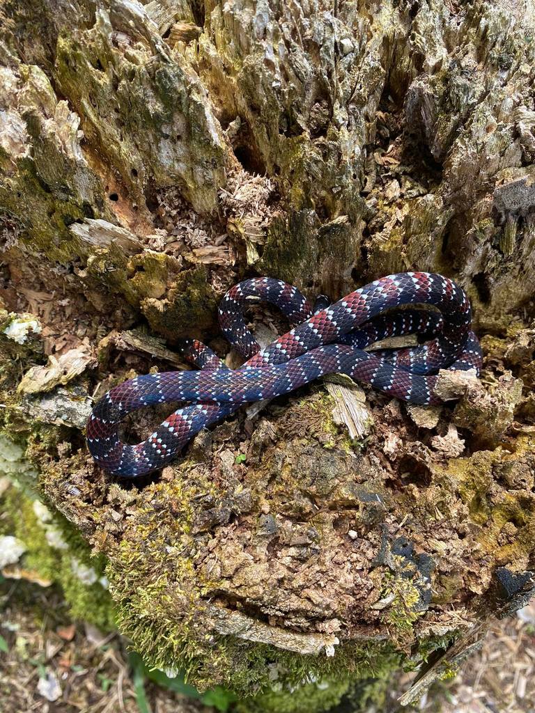 Ornate Coralsnake