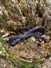 Ornate Coralsnake photo 1