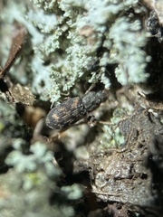Synchita