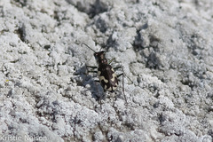 Cicindela willistoni