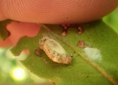 Insecta
